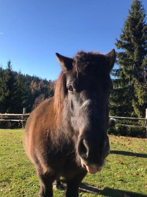 Gospodarstwo agroturystyczne Tourist Farm Kladje Ljubno