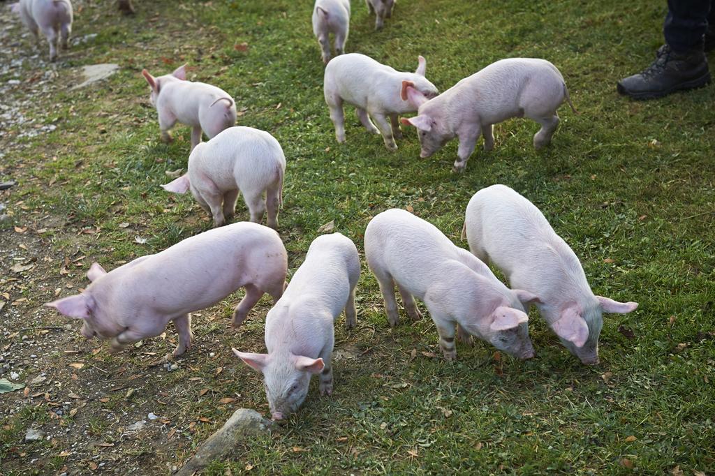 Gospodarstwo agroturystyczne Tourist Farm Kladje Ljubno