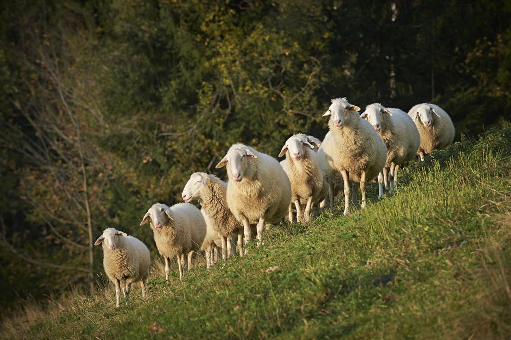 Tourist Farm Kladje
